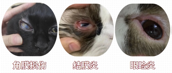 猫咪的眼睛有红棕色分泌物用点什么药？