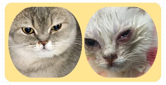 猫咪眼睛分泌物多用点什么药？