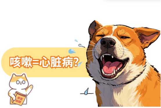 狗狗咳嗽和心脏有关系吗
