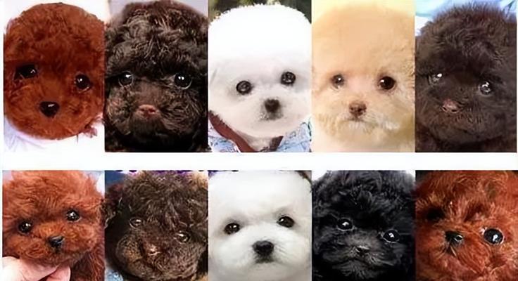 判断你家泰迪犬是否纯种的5个简单方法（纯种泰迪犬的特征及如何辨别）