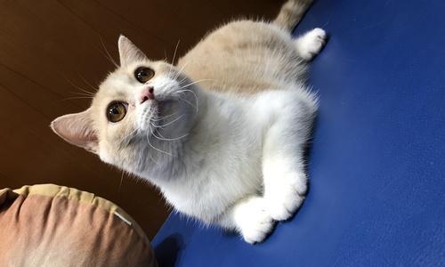 TheVarietyofCoatColorsinBritishShorthairCats（ExploringtheMul