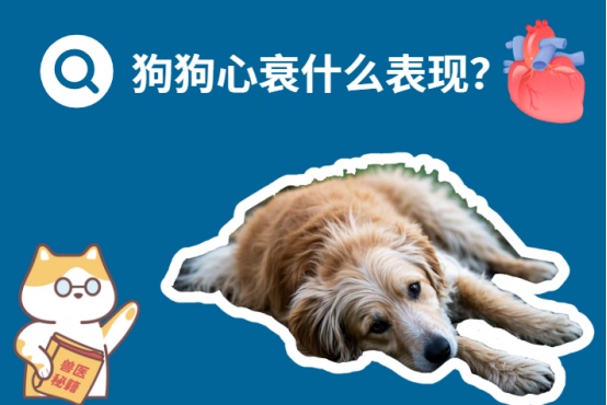 狗狗心衰的表现