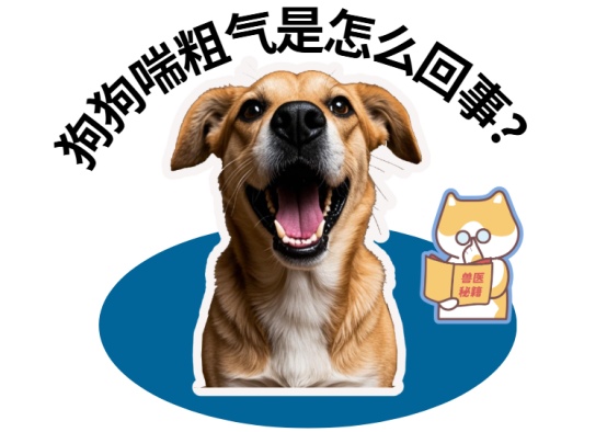 狗狗喘粗气是怎么回事？