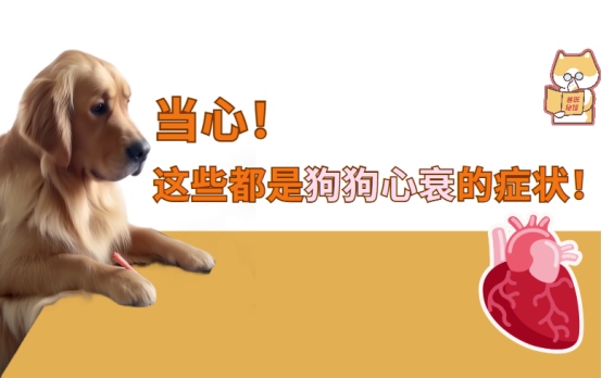 狗狗心衰的症状