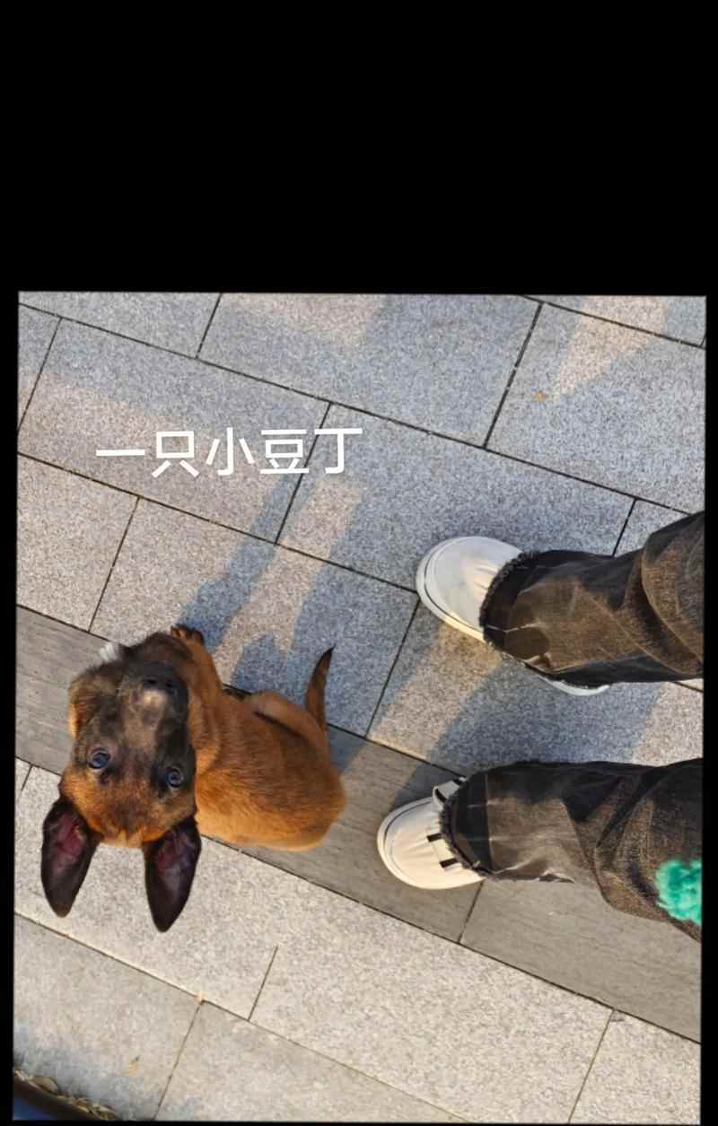 如何消除宠物身上的异味（让你的宠物变得清新自然）