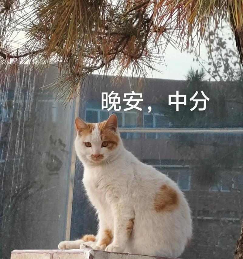 猫咪为何老是缠着主人叫？（探究猫咪缠人叫的原因及如何应对）