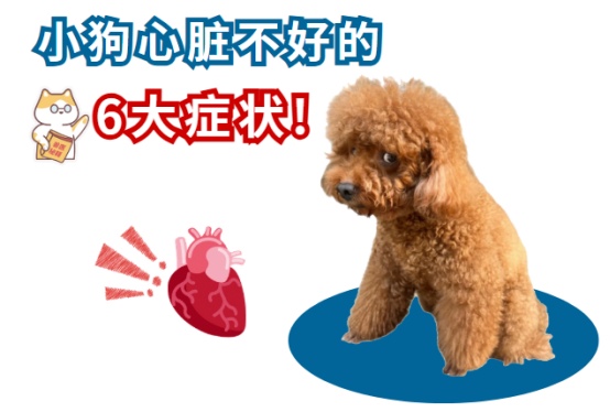小狗心脏不好的6大症状