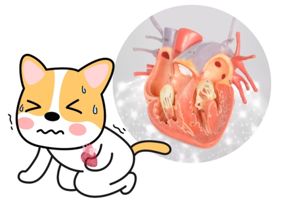 狗狗心脏肥大怎么治疗？