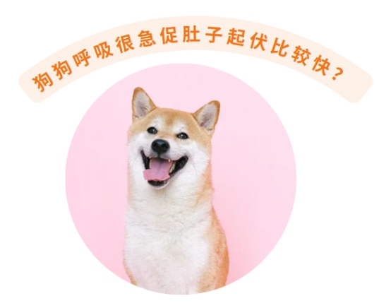 狗狗呼吸急促