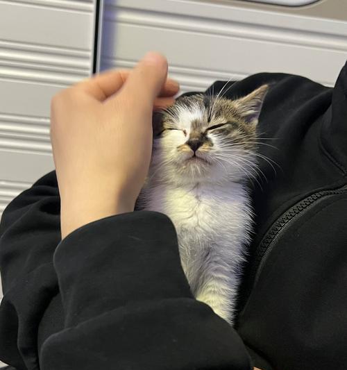 揭秘猫咪嗜睡不爱吃饭的原因（为什么猫咪总是懒洋洋的？为什么猫咪不爱吃饭？）