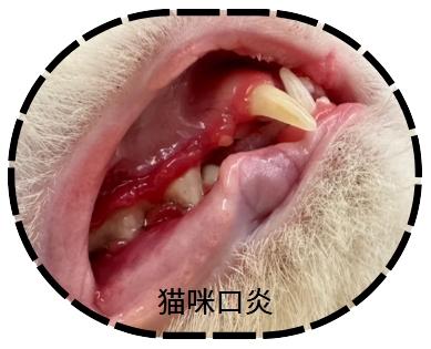 猫咪口炎如何科学用药？