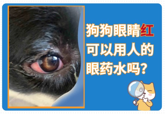 狗狗眼睛红可以用人的眼药水吗?