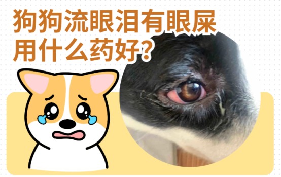 狗狗流眼泪有眼屎用什么药好？