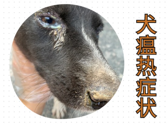 狗狗流眼泪有眼屎怎么治疗？