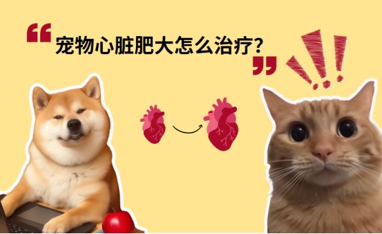 宠物猫狗心脏肥大