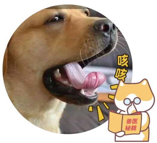 狗狗咳嗽和心脏病有关吗
