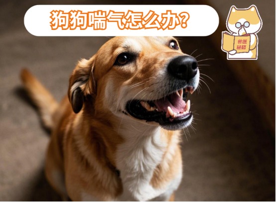 狗狗喘气喘得厉害怎么办？