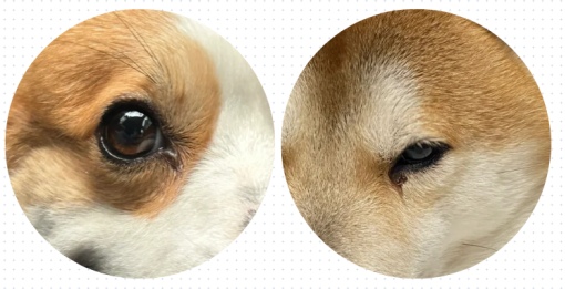 狗狗长眼屎吃什么药？