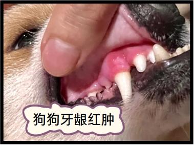 超实用！狗狗牙龈红肿，这些“神药”来帮忙！