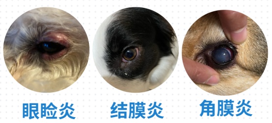 狗狗有眼屎用什么药治疗？