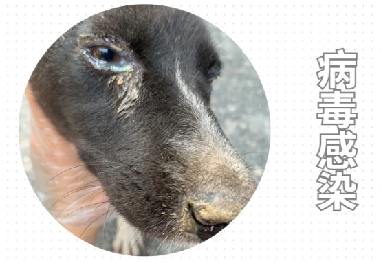 小狗有眼屎是什么原因？