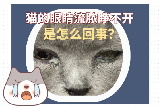 猫的眼睛流脓睁不开是怎么回事？