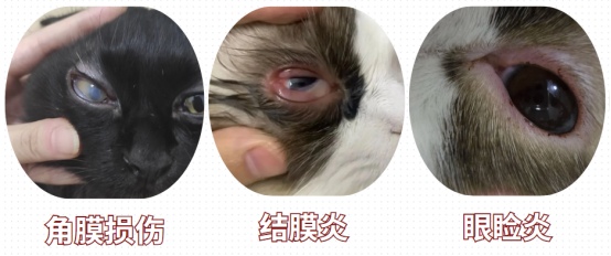 猫的眼睛流脓睁不开的原因