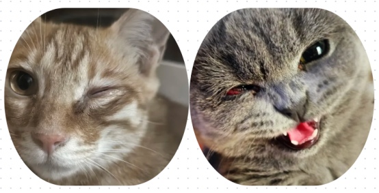 猫的眼睛流脓睁不开