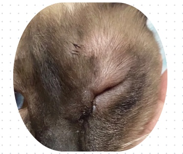 猫的眼睛流脓睁不开用什么药