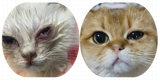 猫的眼睛流脓睁不开怎么办？