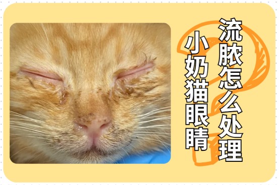 小奶猫眼睛流脓怎么处理？