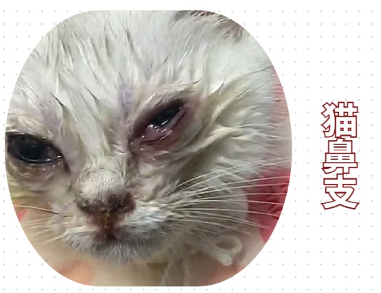 小奶猫眼睛流脓怎么办？