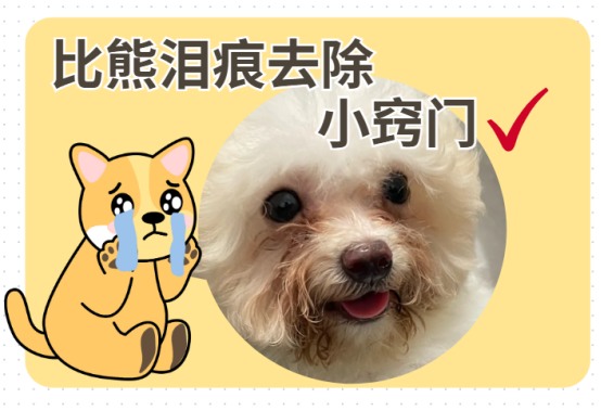 比熊泪痕怎么去除？