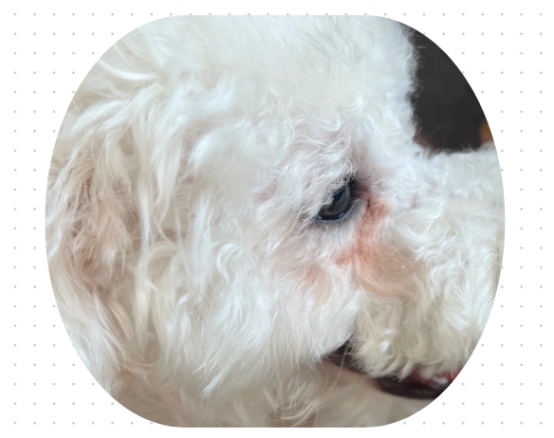 比熊泪痕严重怎么办？