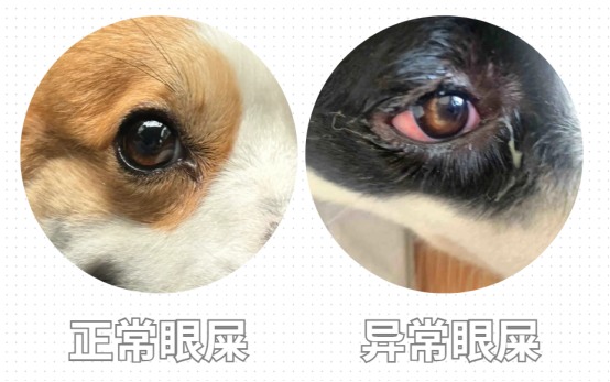 小狗有眼屎吃什么药好？