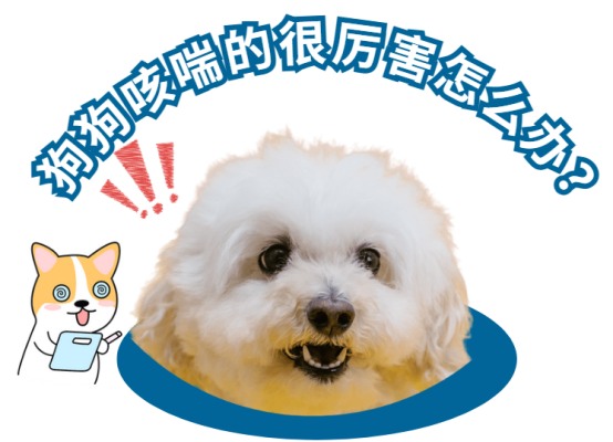 狗狗咳喘的很厉害怎么办？