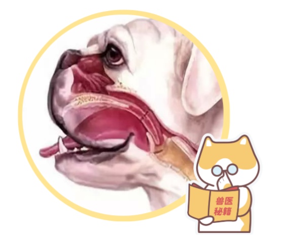 狗狗咳喘的很厉害怎么回事？