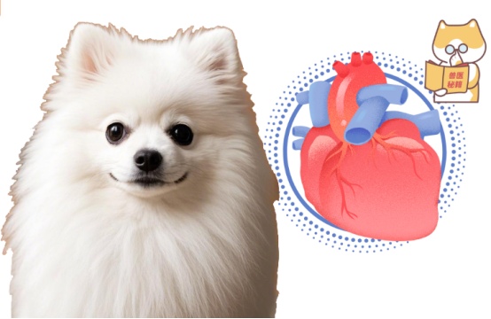 博美犬心脏不好怎么办？