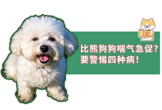比熊狗狗喘气急促要警惕四种病