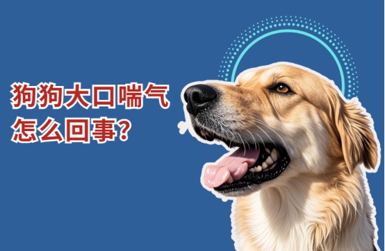 狗狗大口喘气怎么回事？