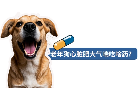 老年狗心脏肥大气喘吃啥药？答案在这里！