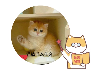 猫吃什么不掉毛?这些食物助力毛发健康