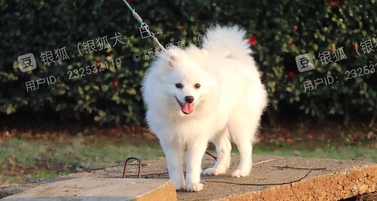 狗狗需要多久的太阳光照射才好？（晒太阳对狗狗的好处及注意事项）