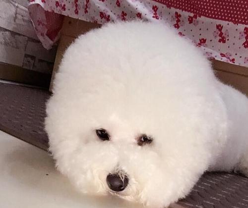 比熊犬的特征揭秘（了解比熊犬的外观、性格和护理需求）
