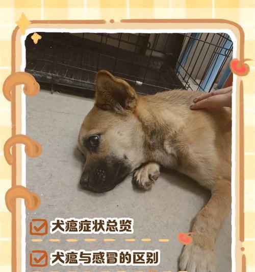 狂犬病发病的狗的症状及预防措施（了解狂犬病，保护你的宠物）