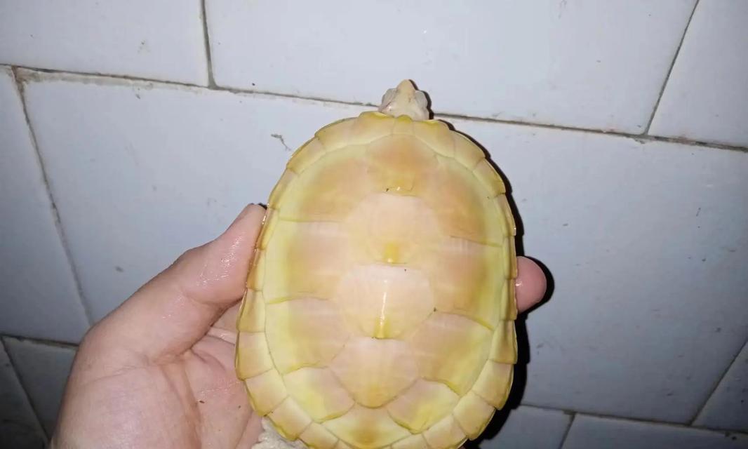 探索宠物龟的品种世界（多样性与魅力的结合，解密宠物龟的奇妙生态）