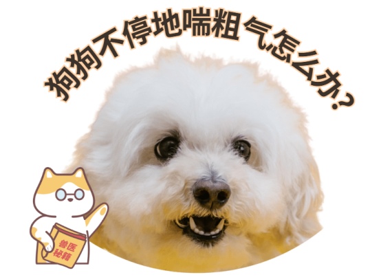 狗狗不停地喘粗气怎么办？