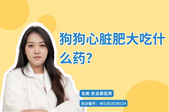 狗狗心脏肥大吃什么药？
