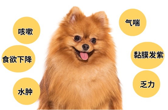 博美心脏不好的症状