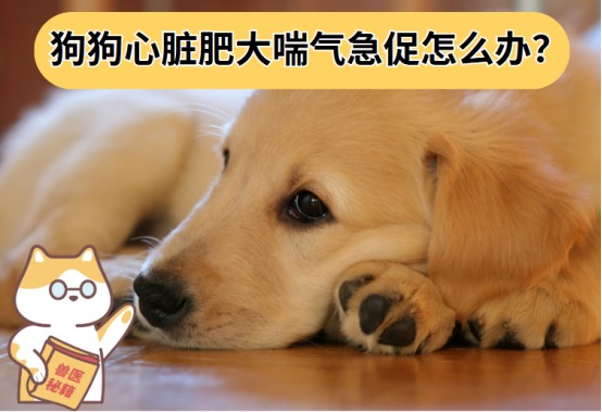 狗狗心脏肥大喘气急促怎么办？